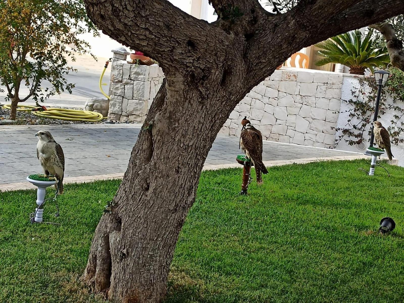 I Cinque Ulivi Apartment Alberobello Exterior photo